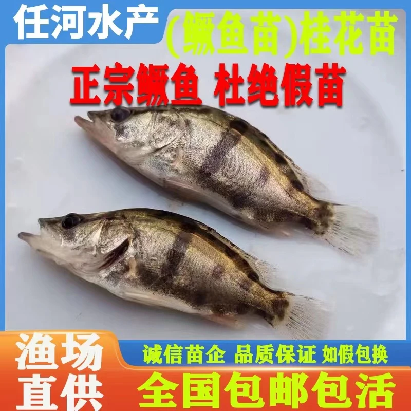 桂花鱼苗淡水养殖食用鳜鱼苗路亚鱼苗季花鱼大眼鳜鱼苗活体鳜鱼苗