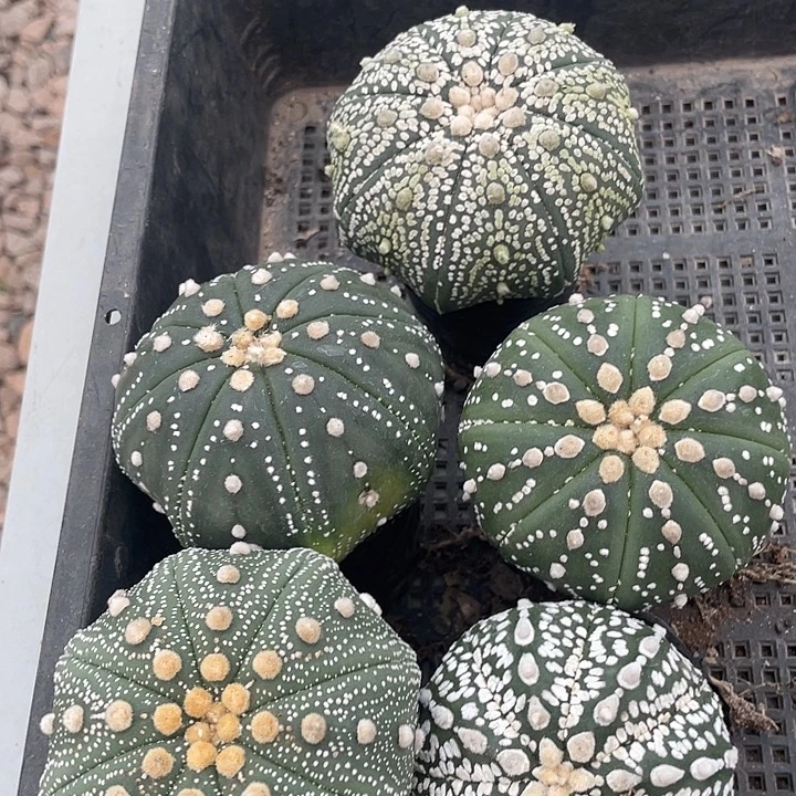 实生兜福利福利福利