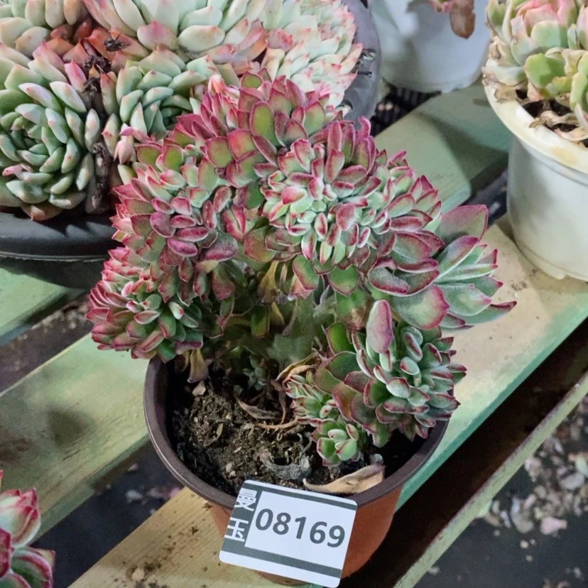 【闪购商品】野**家红兔儿缀08169