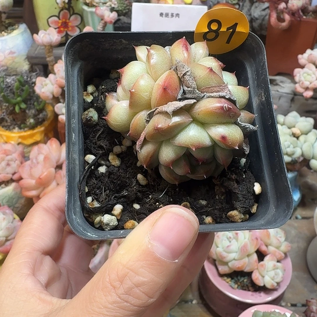 81 脱土 不包整 30元包邮非偏远