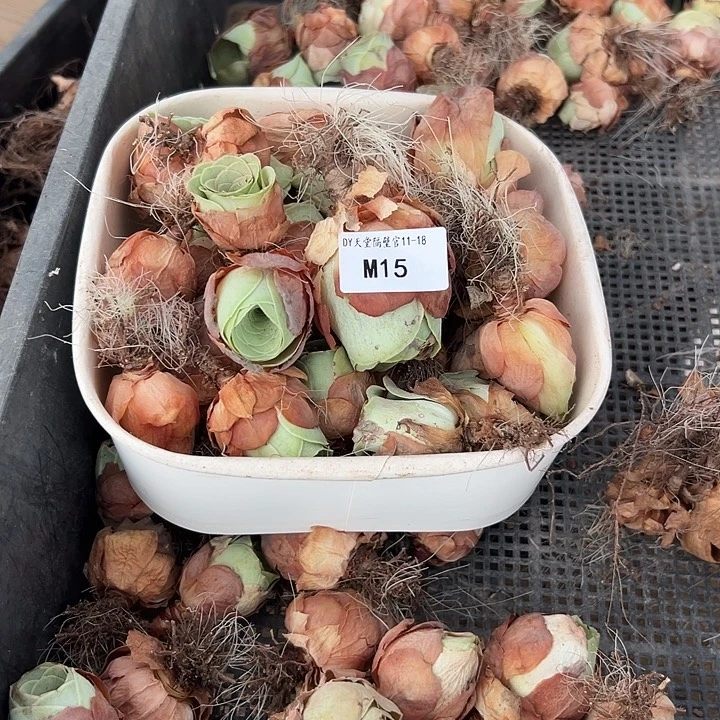 暖***爱苗苗15山地玫瑰多肉