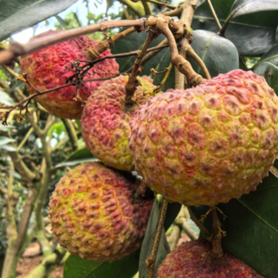 鸡嘴荔枝 新鲜水果 应季水果荔枝同城送