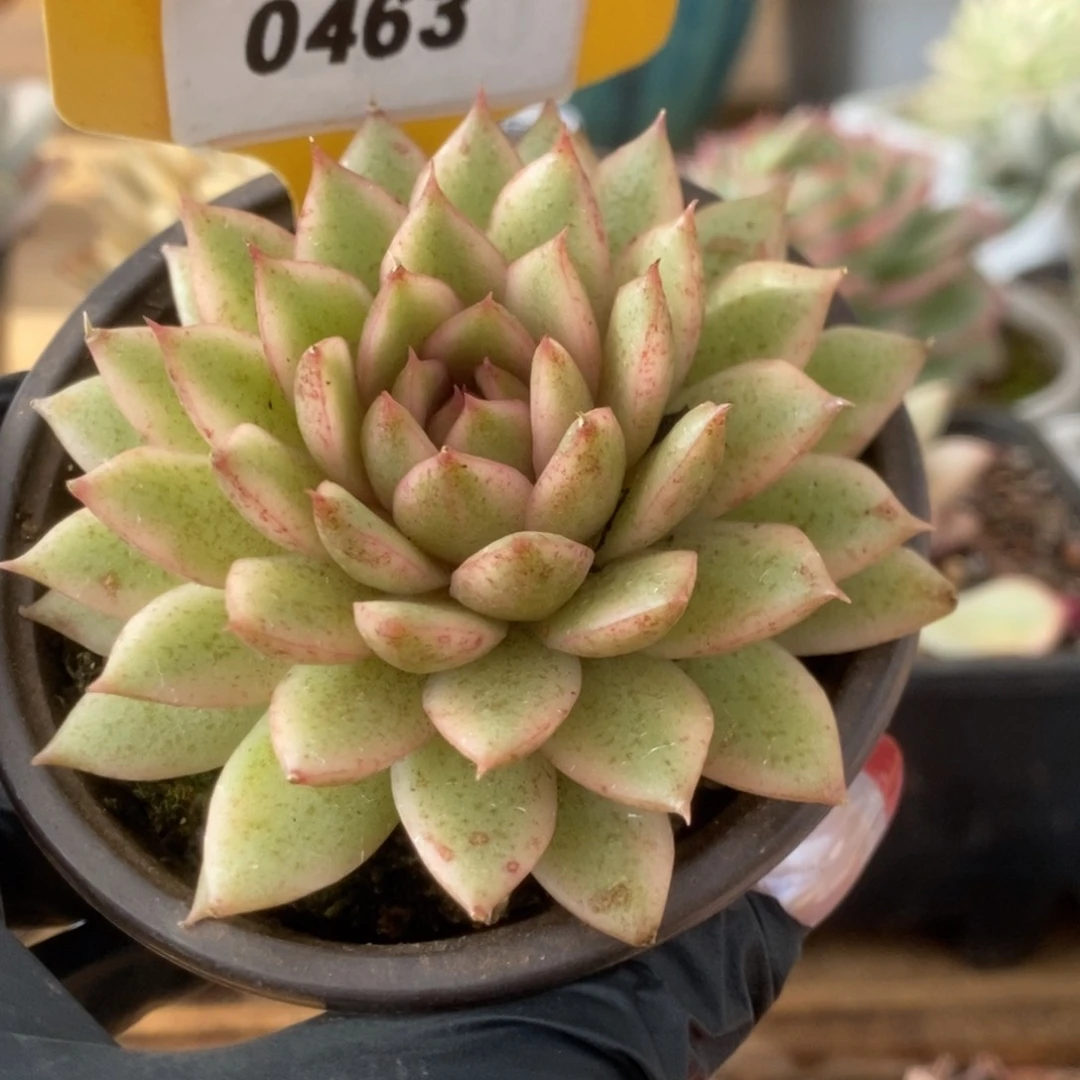 463赤水晶锦锦锦锦锦