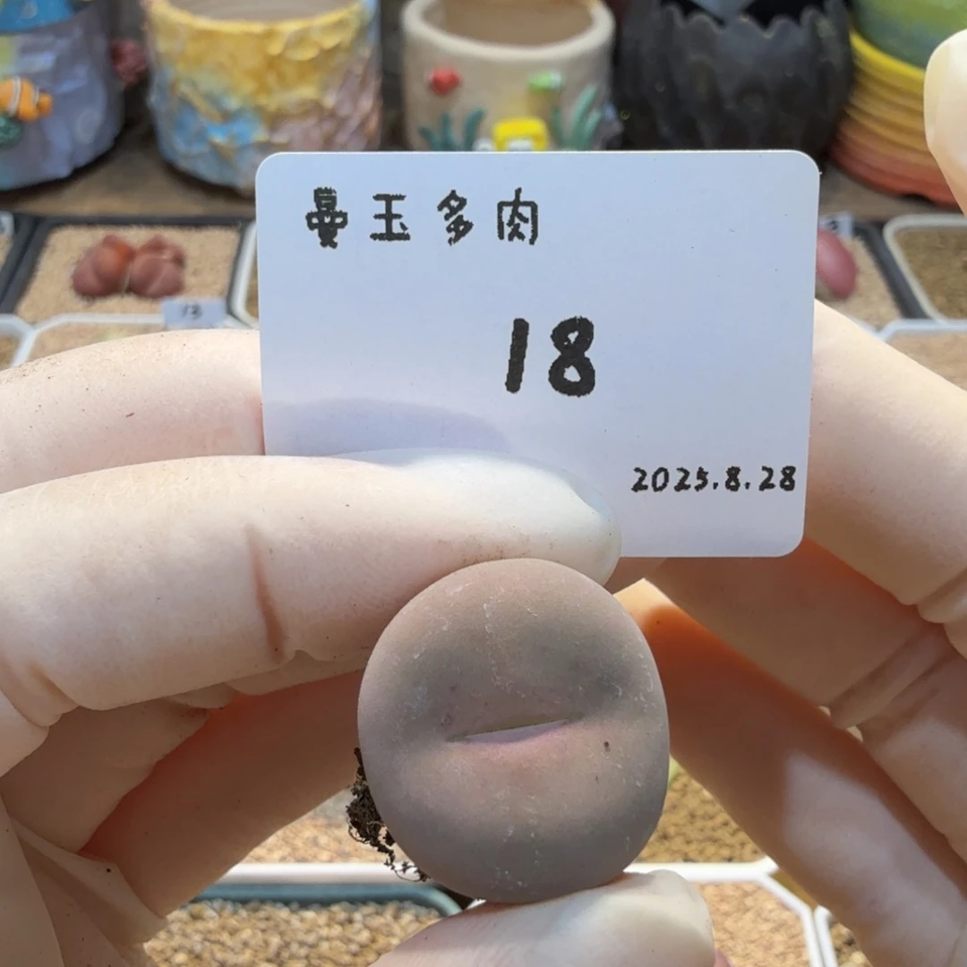 Z***2多肉多肉多肉8.28-018拉姆