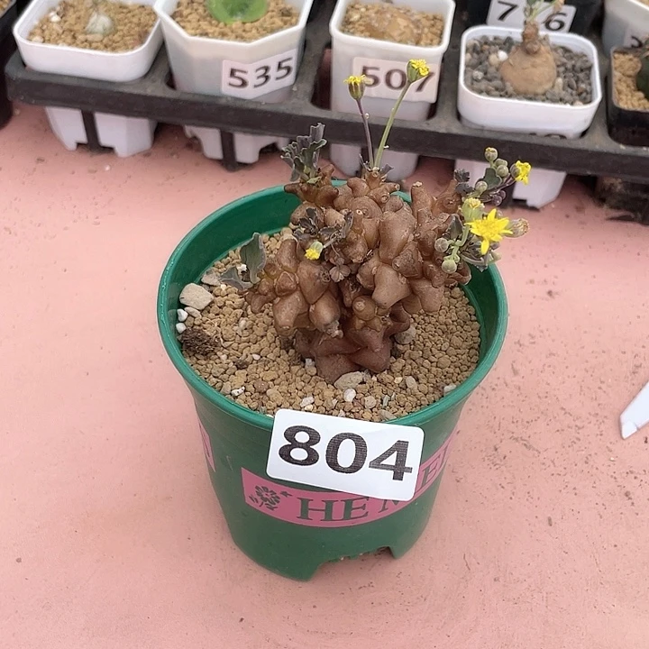 804蛮鬼塔厚墩菊块根