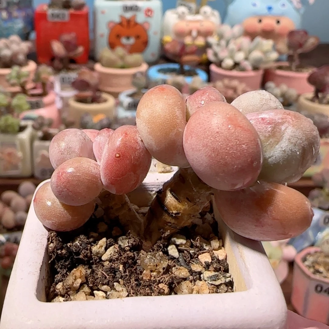 福利蛋黄奶 盆口3.5cm