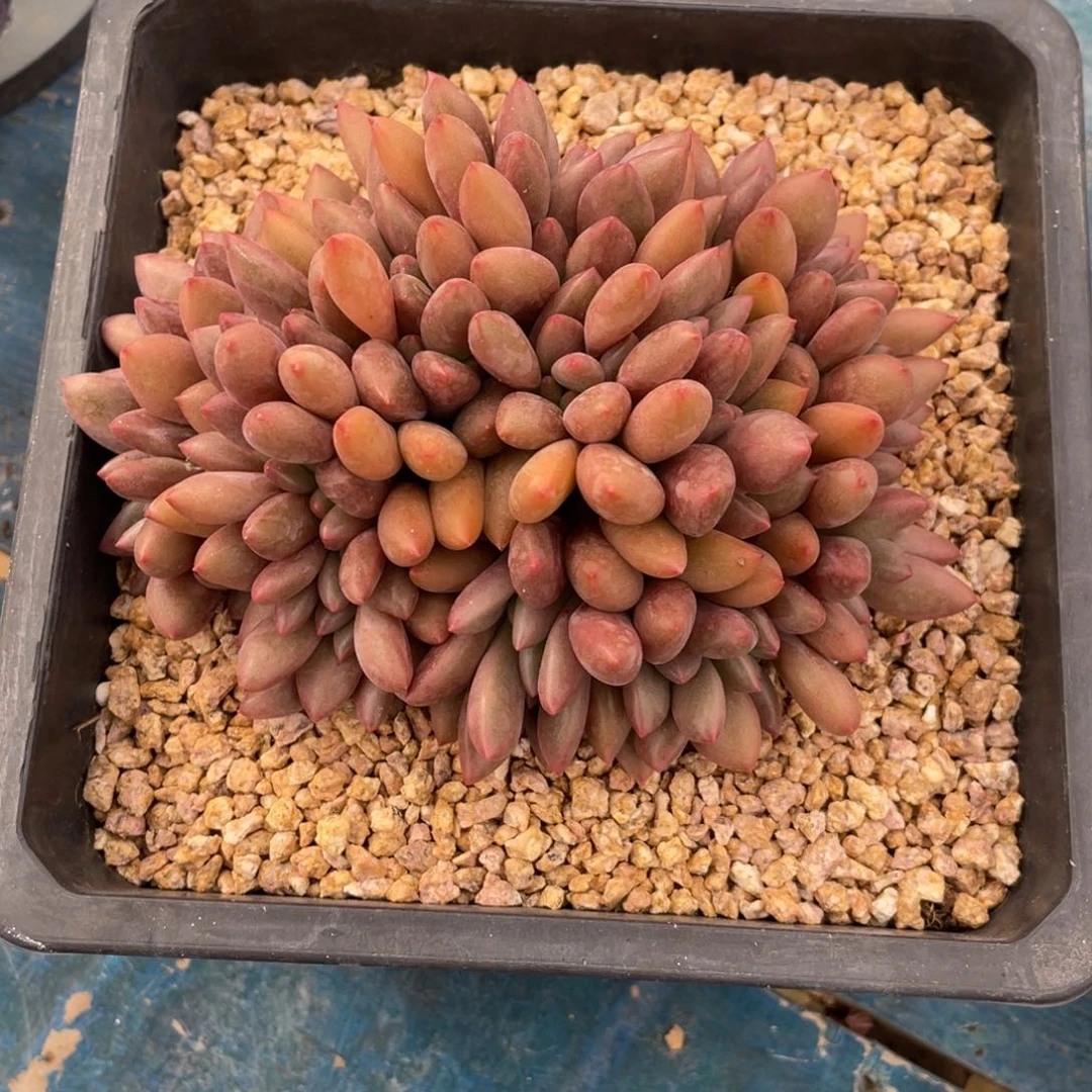 阿****一物一拍中通快递