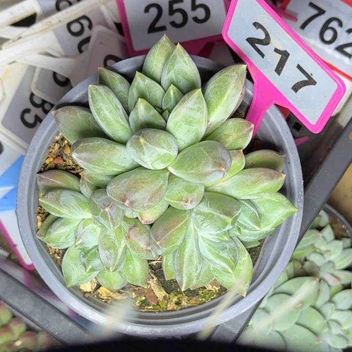 多肉植物重楼群217
