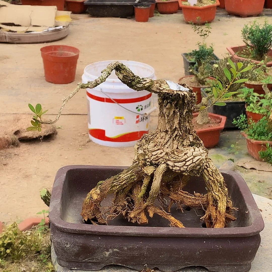 红陶一物一拍 土球发货