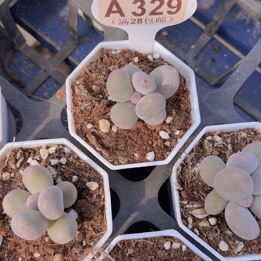 A329Mike奶一物一拍