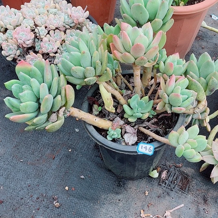 146海洋之星 一物一拍多肉