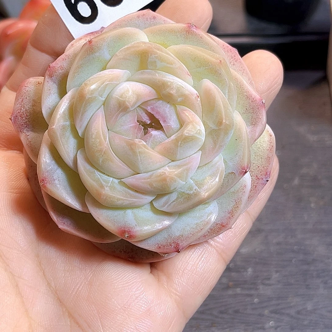 宇***骨669 一物一拍多肉