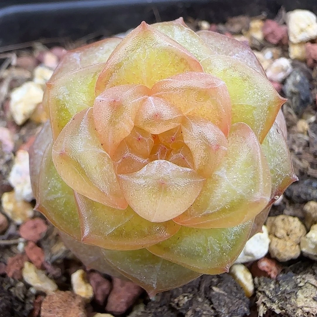 862糖心2.5公分脱土发货