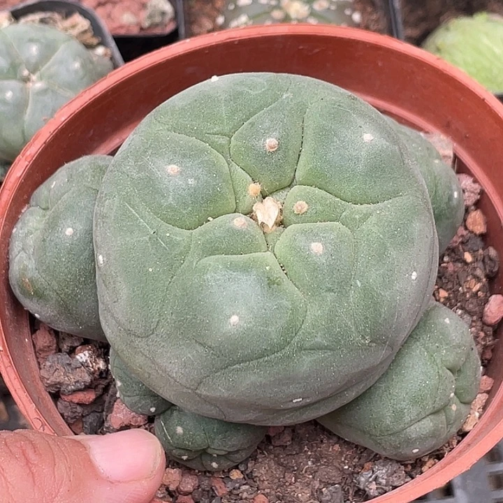 598银鱼群 实生 8-9cm左右