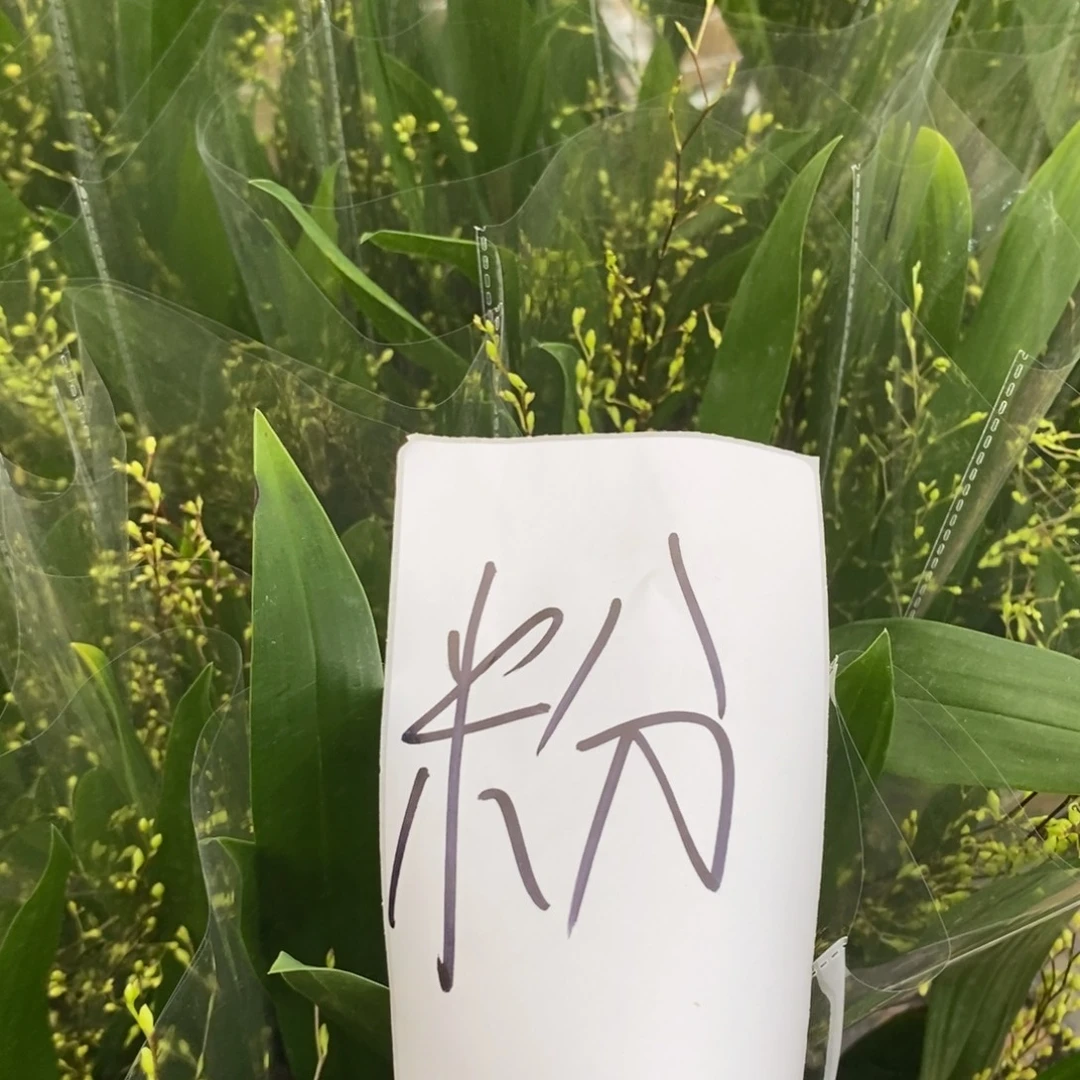 完全开放梦香兰粉色
