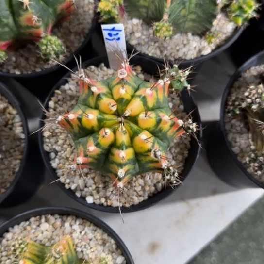 23-0121泰国发货多肉