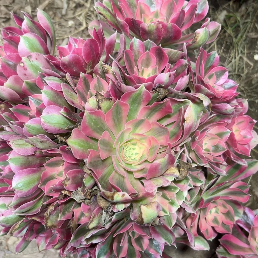 多肉351植物粉女巫法师