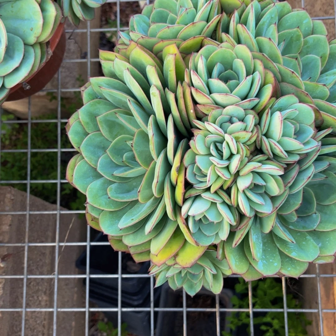 新疆西藏内蒙不发货，牡丹亭