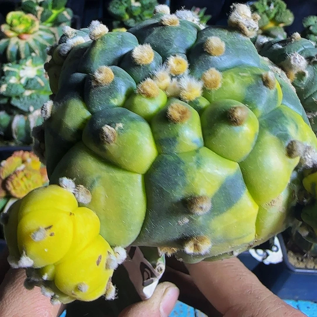 龟甲兜锦165微瑕疵