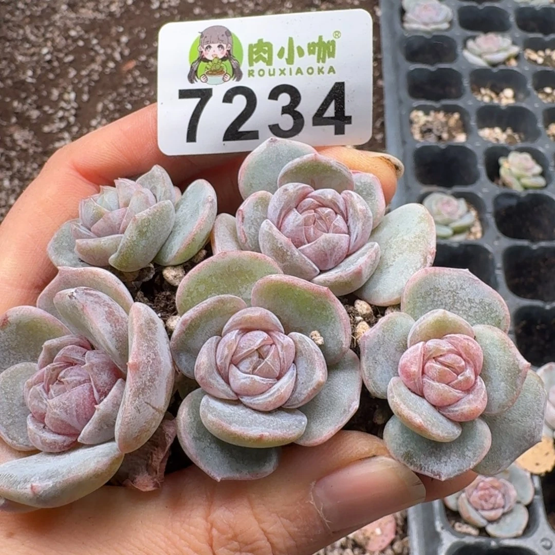 多肉植物多肉植物