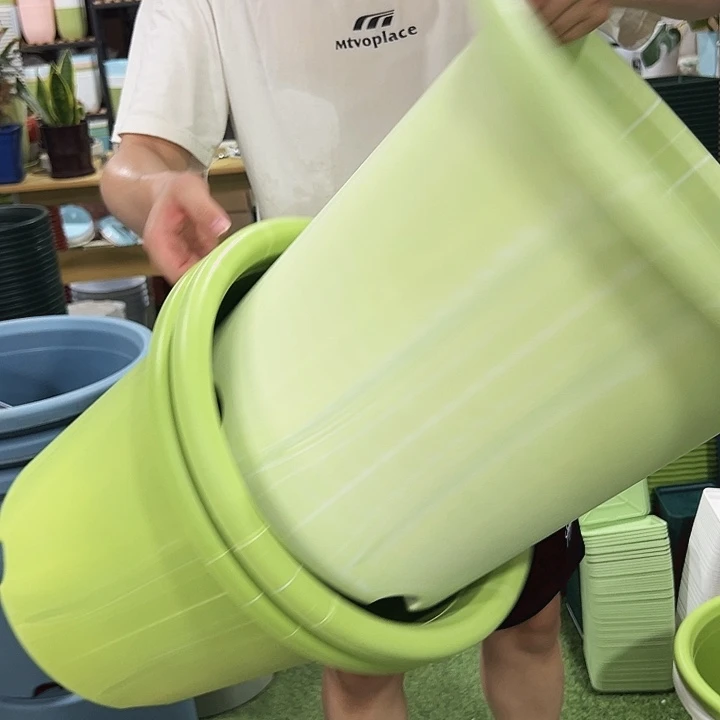 微瑕8号口39高37果绿色3只无托