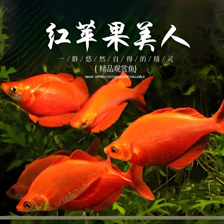 包邮白云苹果美人公鱼灯科热带草缸养小缸可养群游观背青鳉观赏鱼
