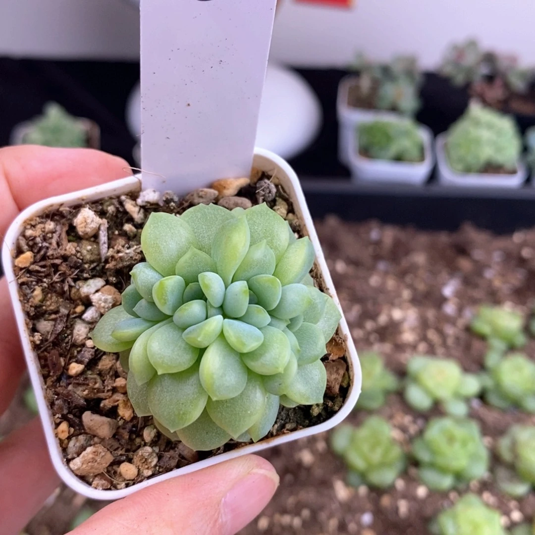 小白一颗包邮发货