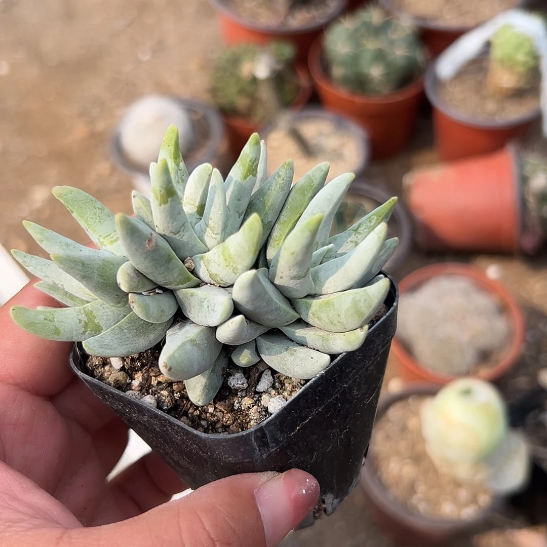 多肉植物多肉植物