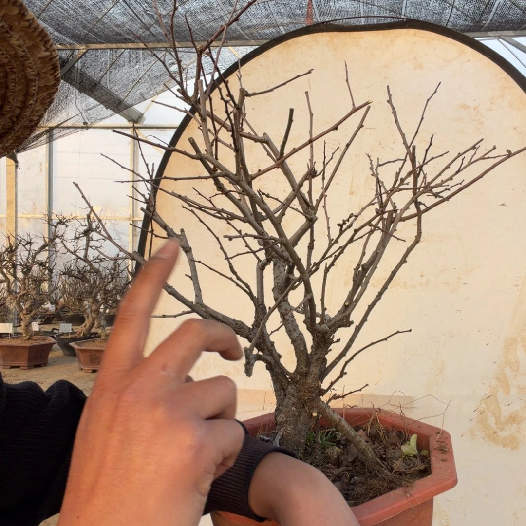 无花朵海棠花开了吗我的天啊