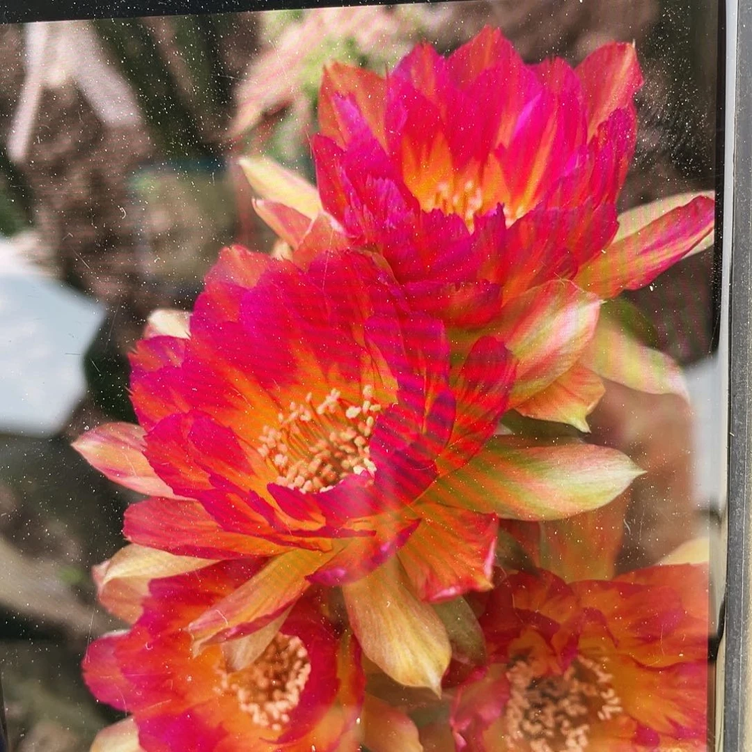 七夕丽花自根球5公分以上满18包邮