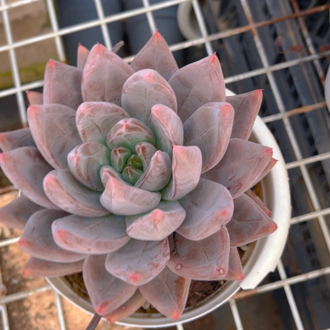 新疆西藏内蒙不发货，圣徒