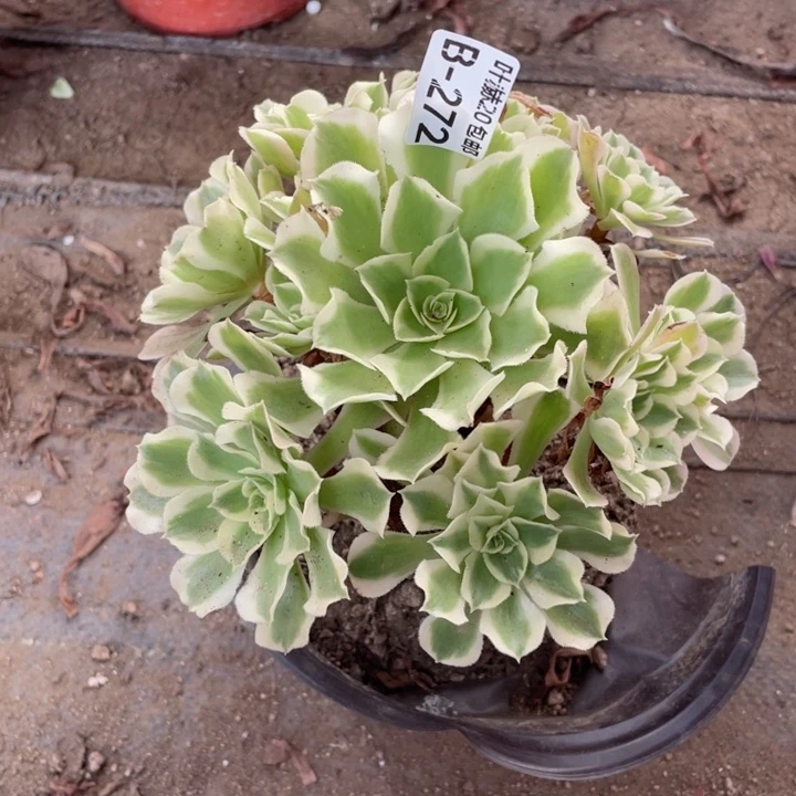 272雨花时多肉123446789