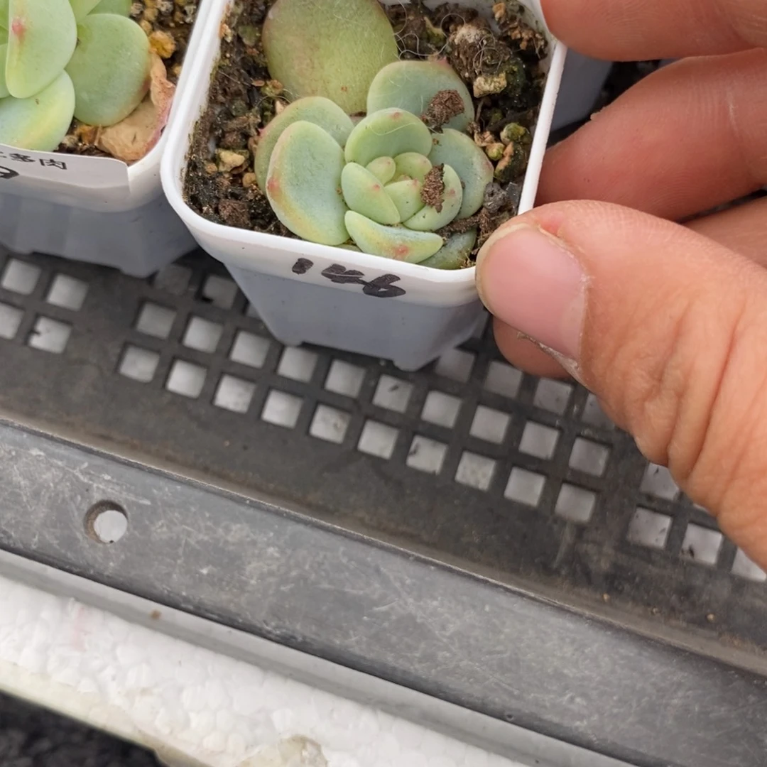 标签650甜心p146一个