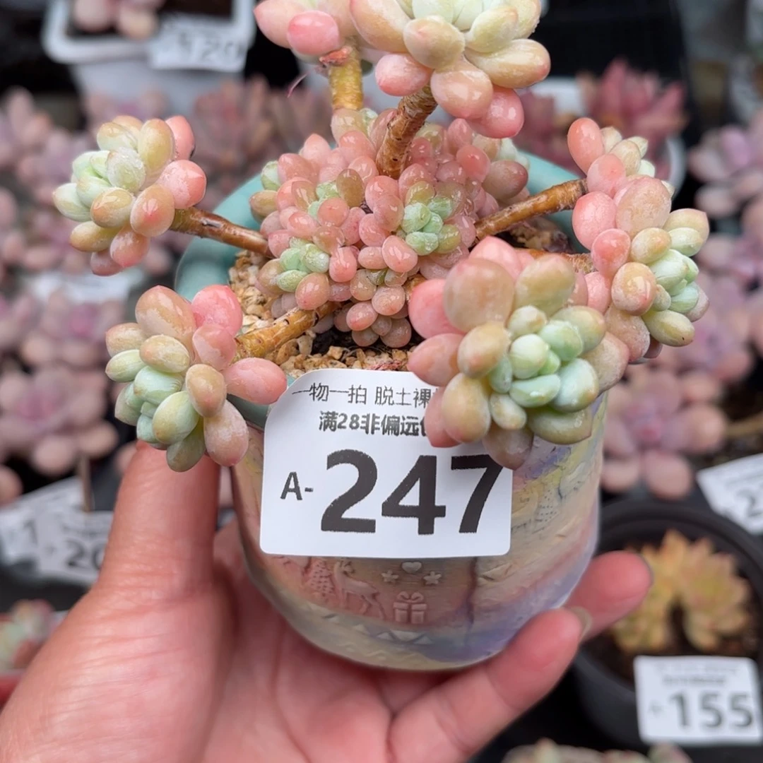 鱼子酱多肉多肉多肉多