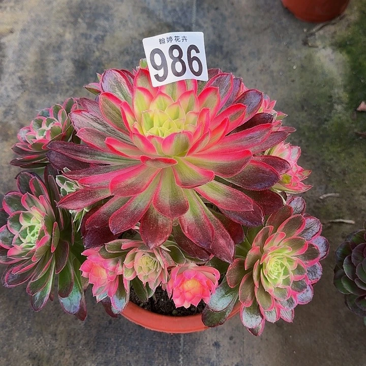 00000000000986孔雀翎