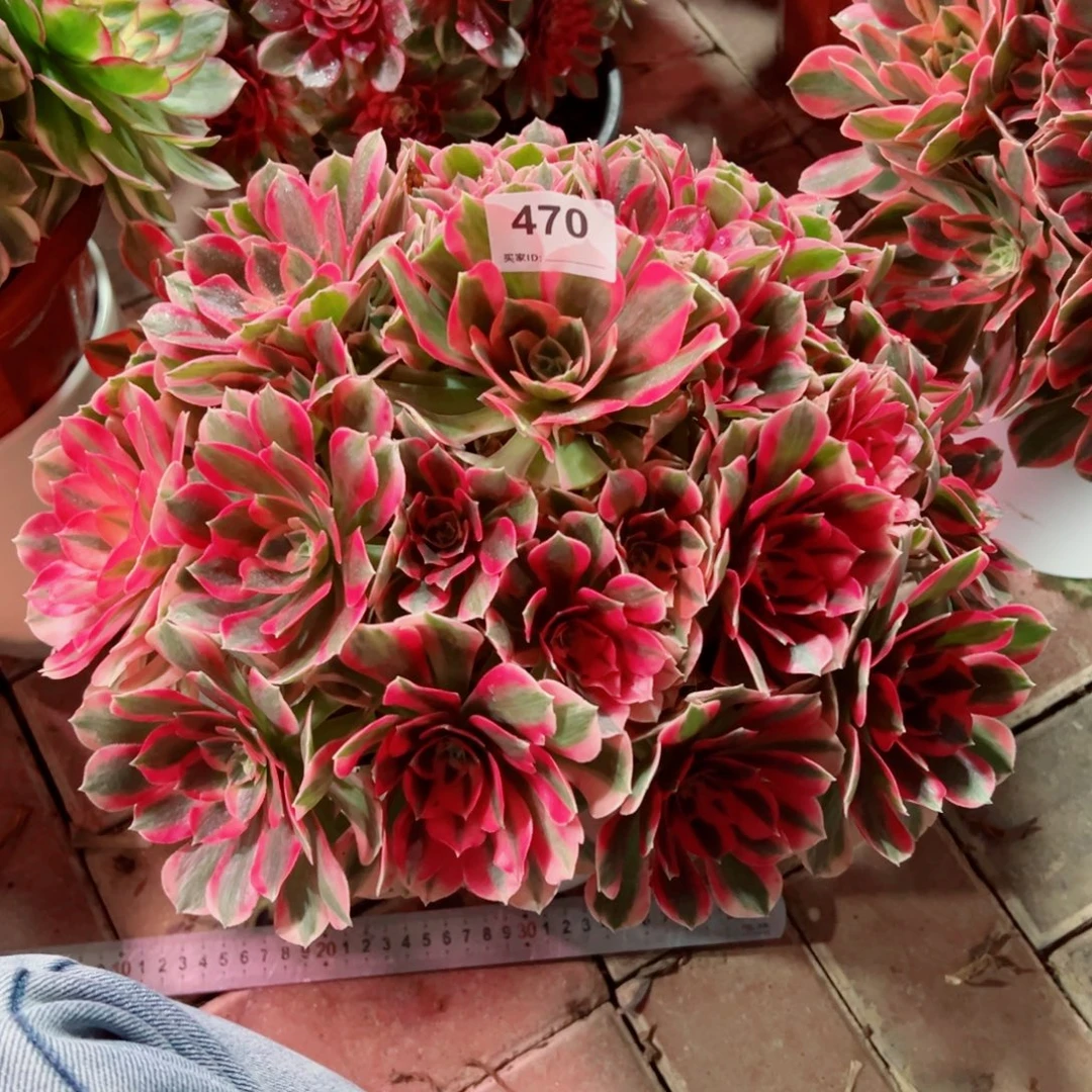 470粉女巫法师多肉植物