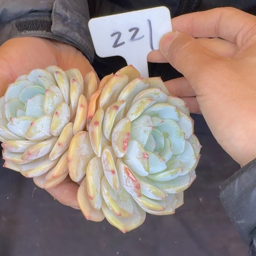 多肉植物的生长发育和生长