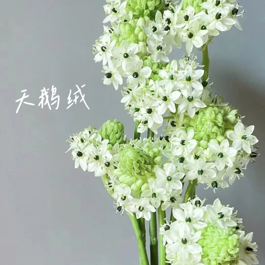 【香羿鲜花】天鹅绒一扎10支/全场任意满两单及以上包邮