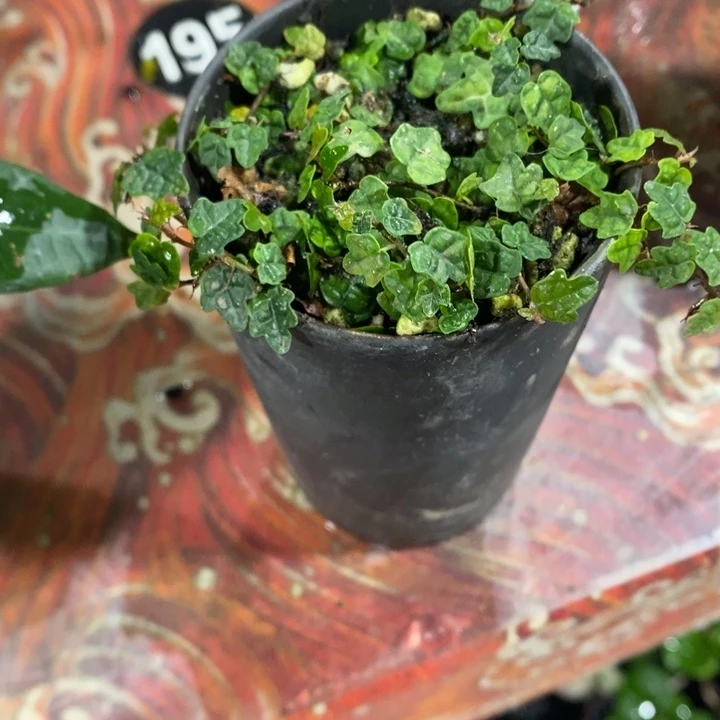 琉***语以实际为准退款拉黑拉黑 74