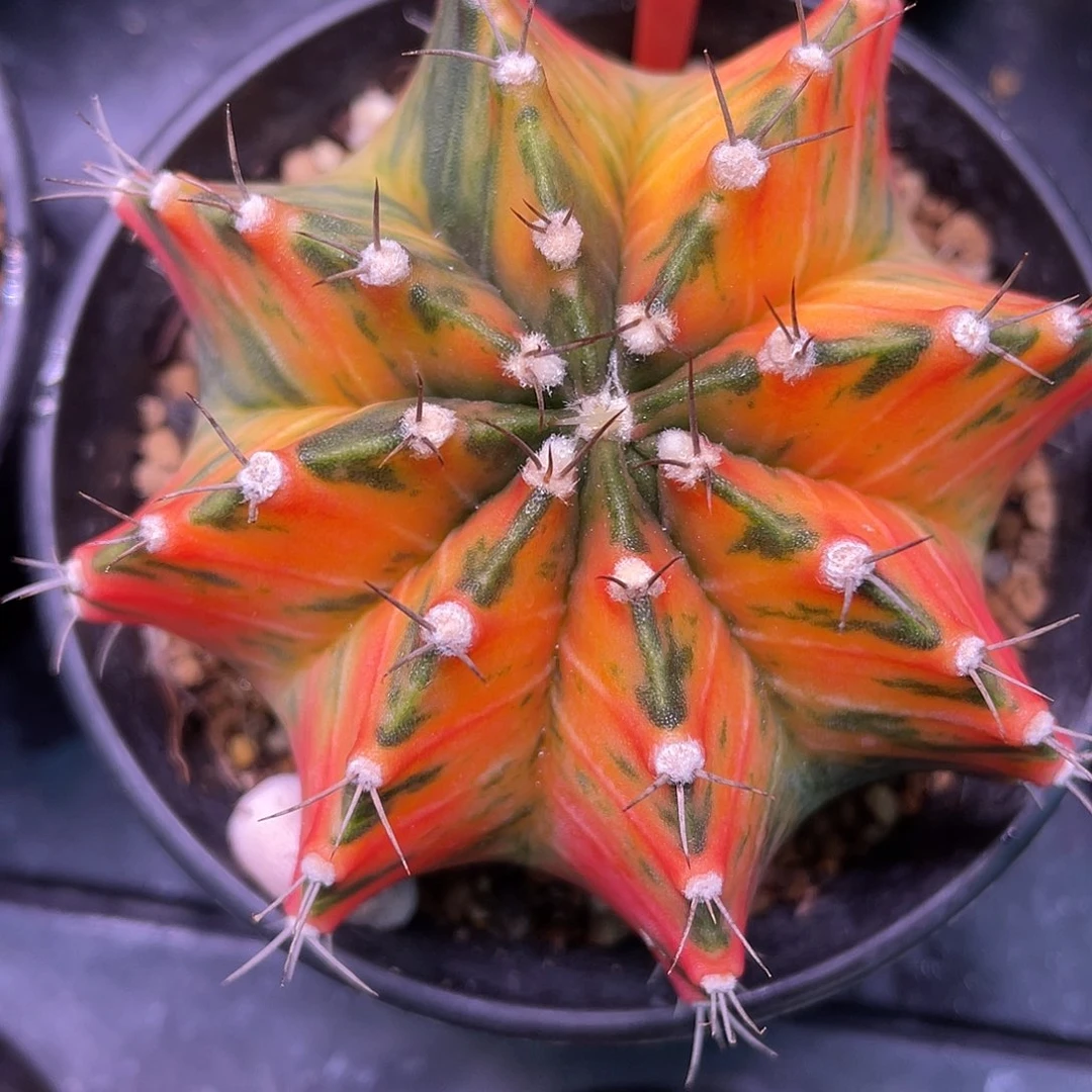 1-120米哈锦7.8厘米