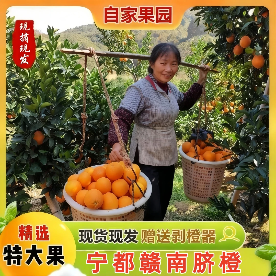 【宁都发货】正宗江西赣南脐橙产地直发当季新鲜水果现摘甜橙子10斤
