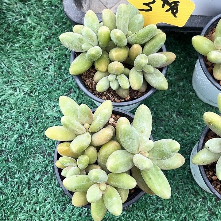 糖果3号码牌子的话题了解