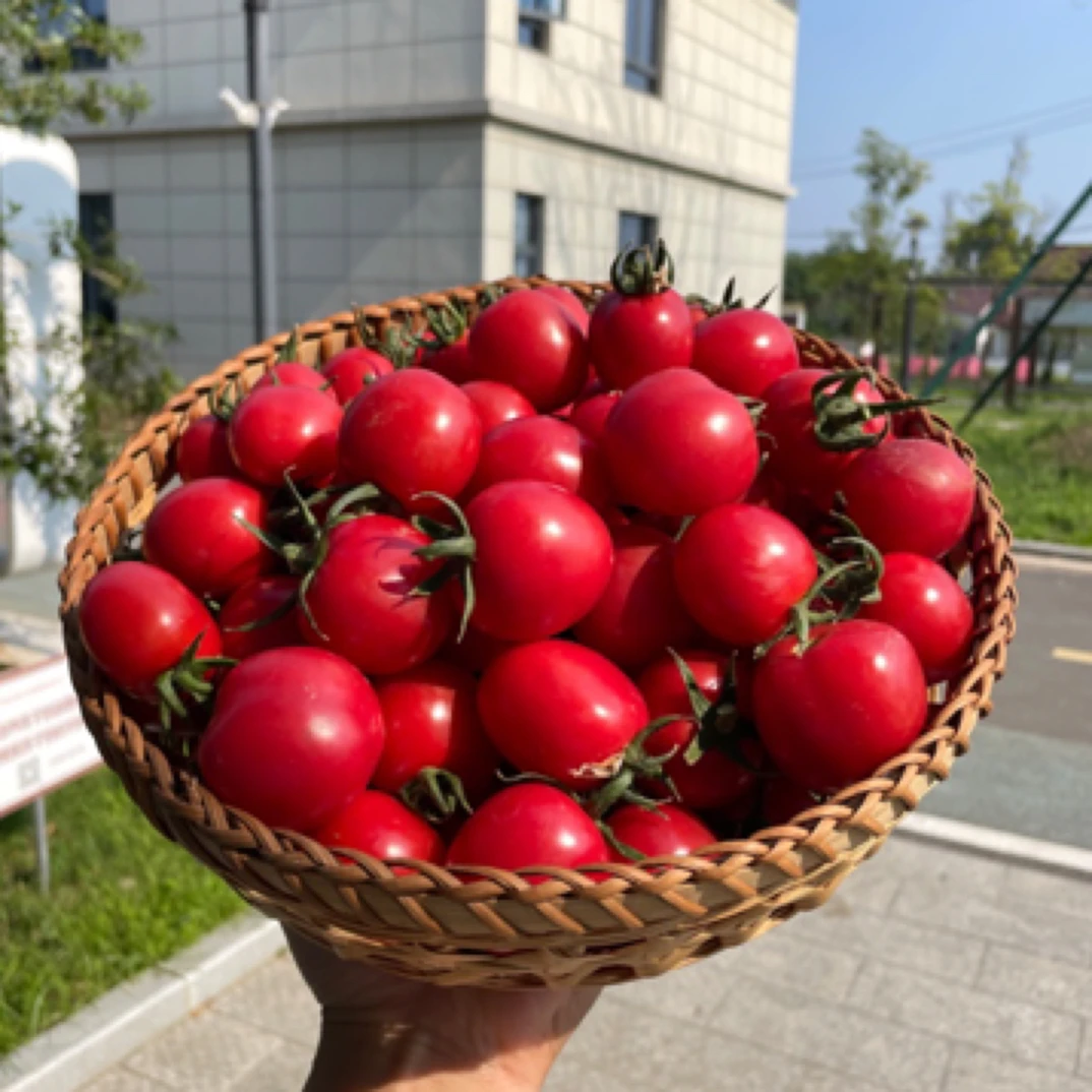 【农场小西红柿】南京汤山农场靓禧西红柿