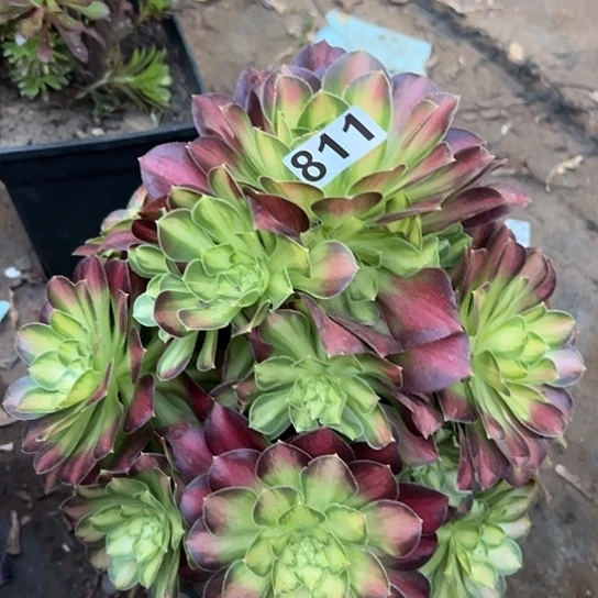 燕*飞一颗多肉法师植物 有伤
