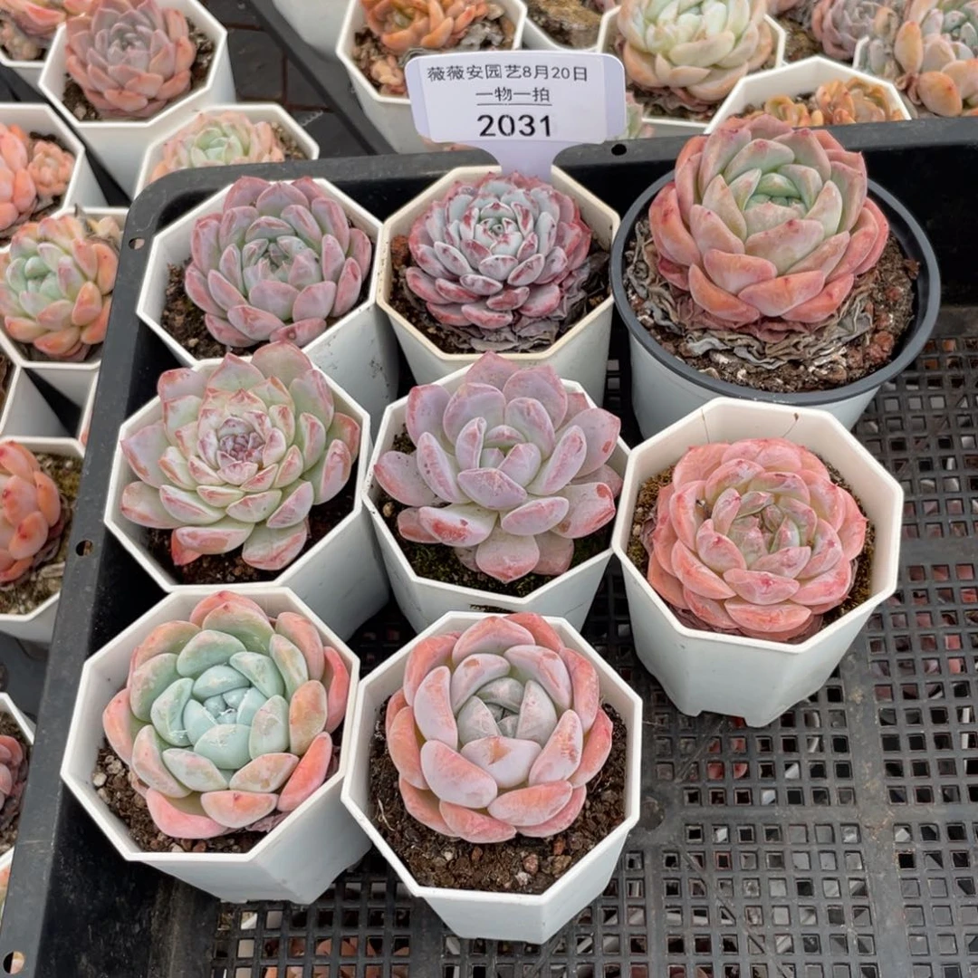 薇薇安园艺多肉2031