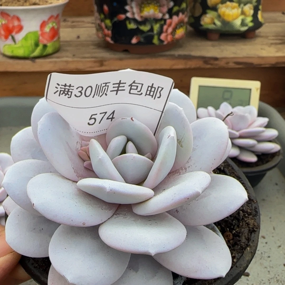 574雪莲多肉单头10cm