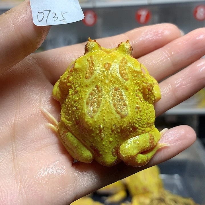 角蛙0735黄金+盒子