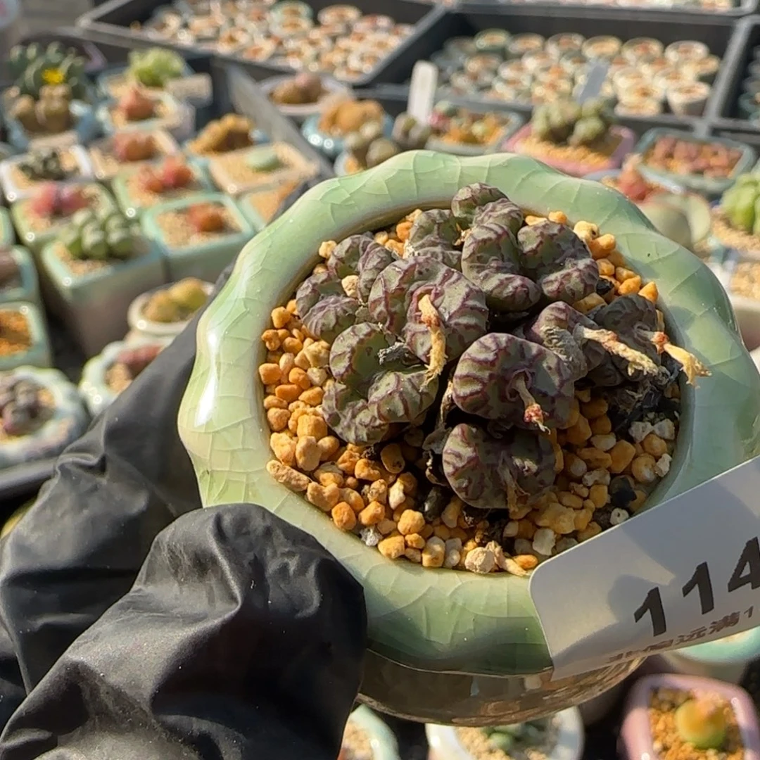 1141--一物一拍 带盆 cr1004