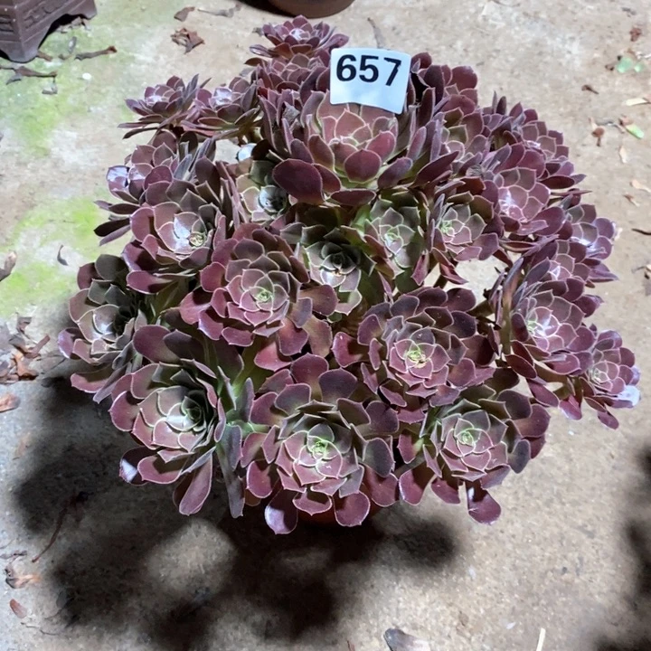 j****o法师植物657