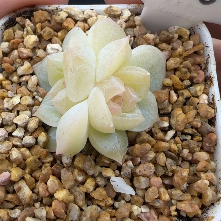 428号白昼晗雨多肉